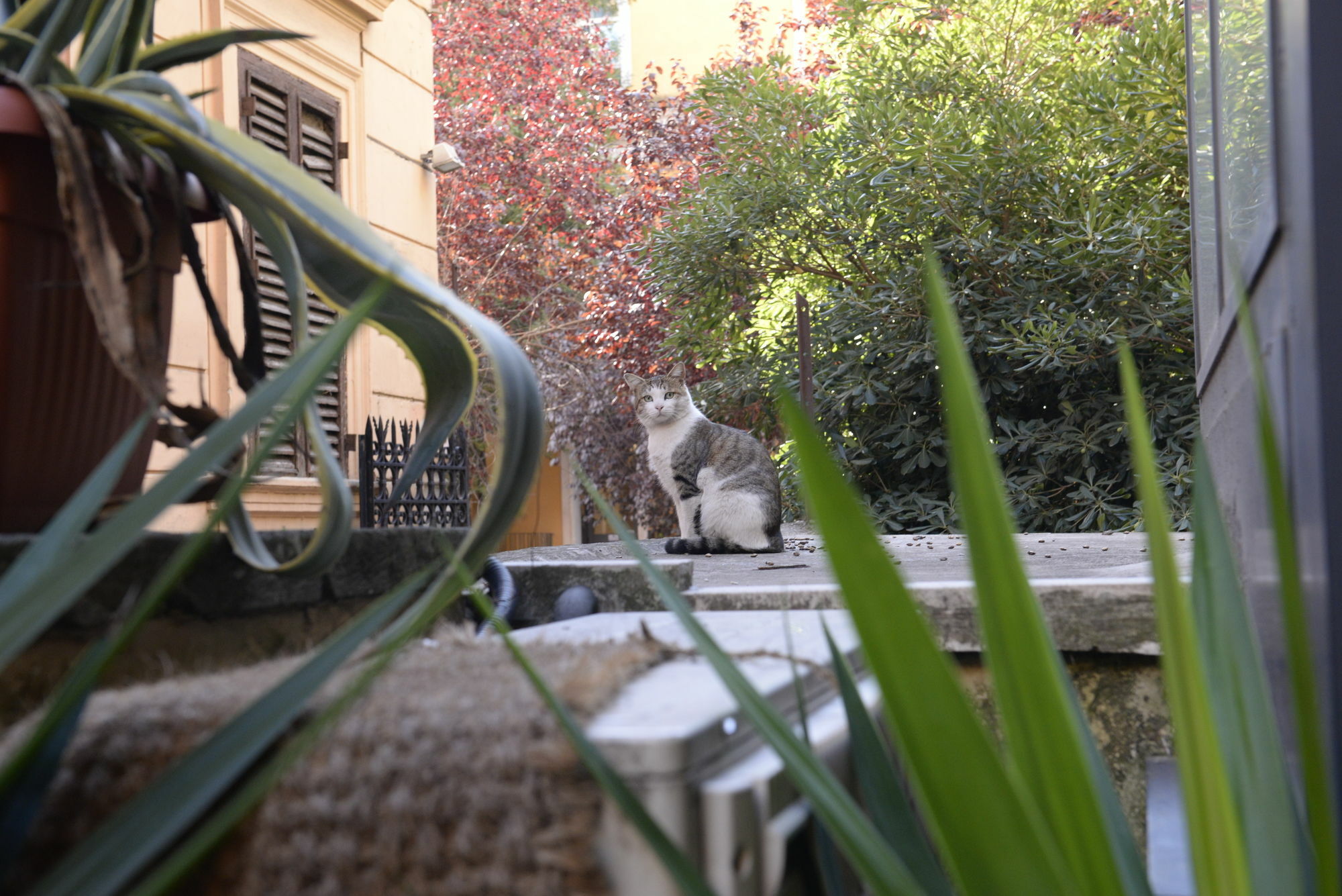 Roman Royal Rooms Bagian luar foto